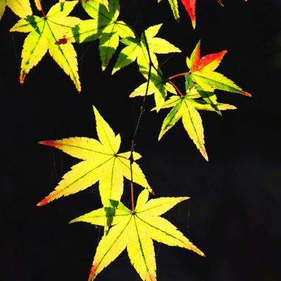 天地劫内购破解版下载